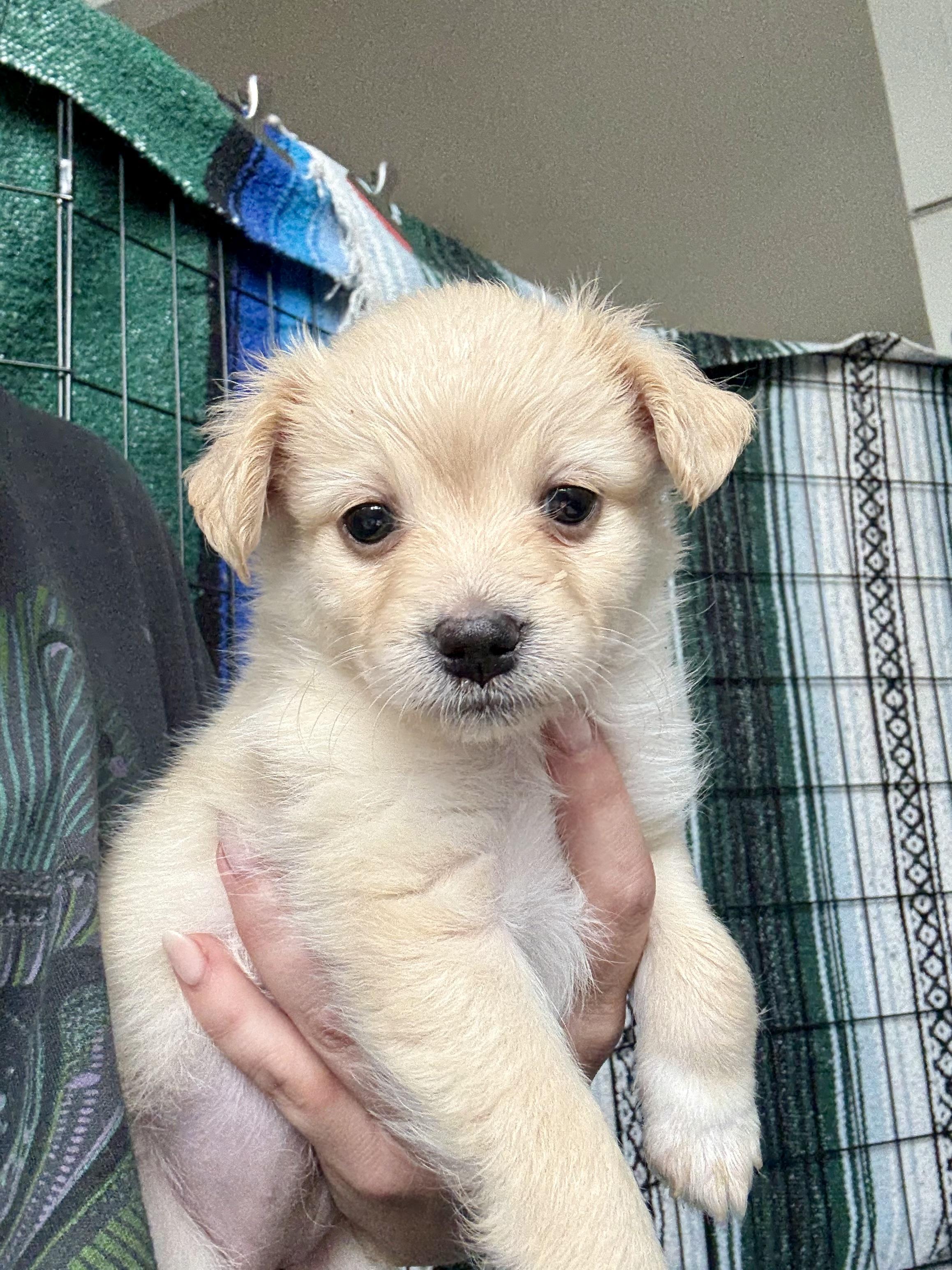 Enlarge Toffee, an adoptable mixed breed in Santa Monica, CA image 4/4