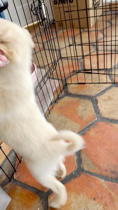 Enlarge Toffee, an adoptable mixed breed in Santa Monica, CA video 3/4