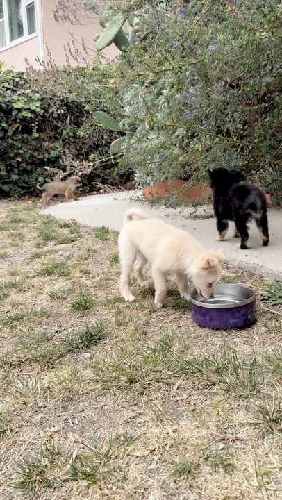 Enlarge Toffee, an adoptable mixed breed in Santa Monica, CA video 2/4