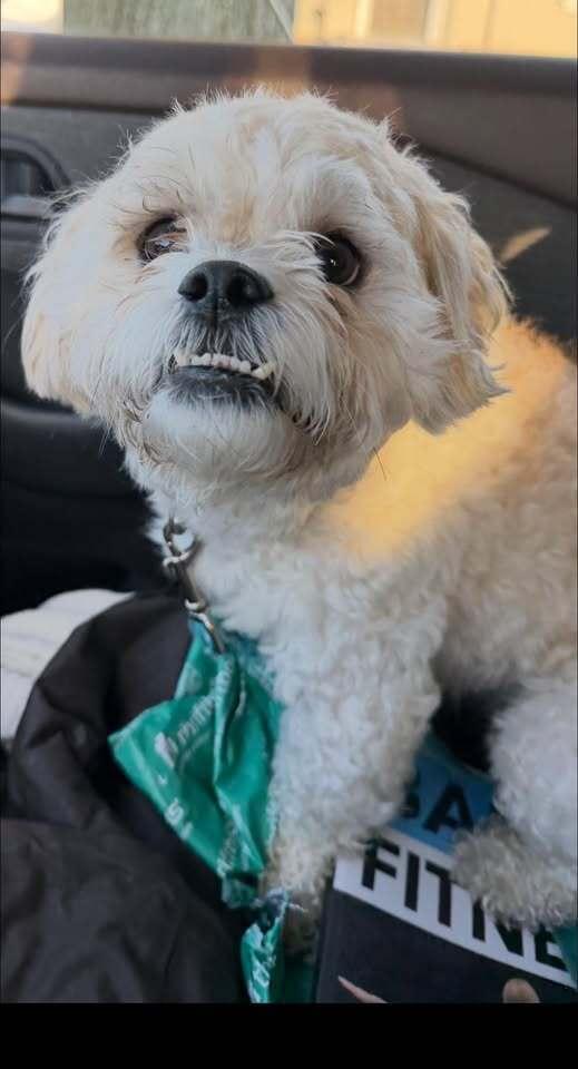 Teddy, Adoptable, Young Male Maltese & Shih Tzu.