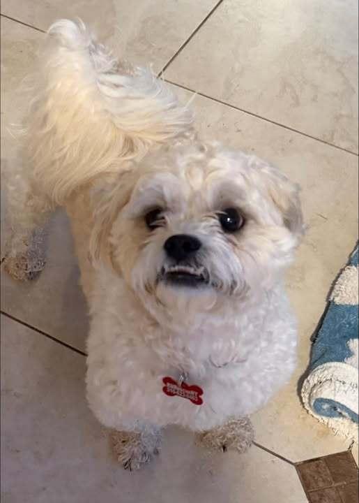 Teddy, a Adoptable mixed breed in Huntington, NY image 2/5