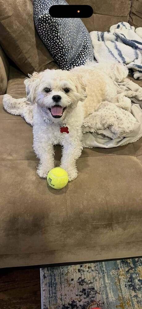 Teddy, a Adoptable mixed breed in Huntington, NY image 3/5