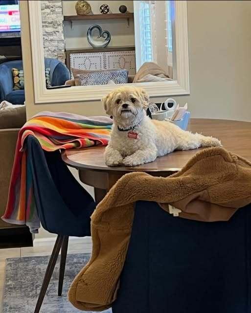 Teddy, a Adoptable mixed breed in Huntington, NY image 4/5