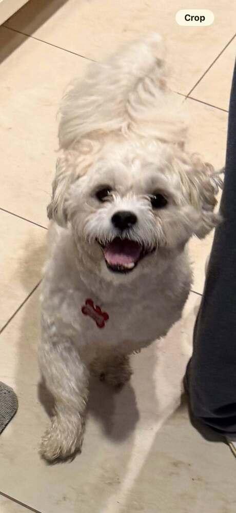 Teddy, a Adoptable mixed breed in Huntington, NY image 5/5