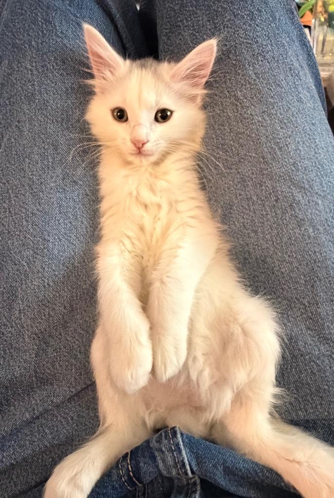 Marble, Adoptable, Kitten Male Domestic Short Hair.