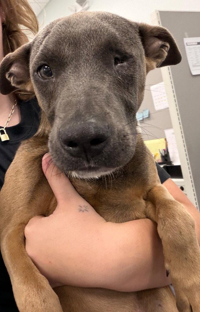 26-446, Adoptable, Puppy Male Belgian Shepherd / Malinois.