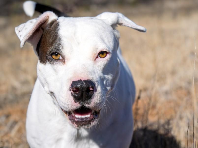 BLUEBELL, Adoptable, Adult Female Mixed Breed.