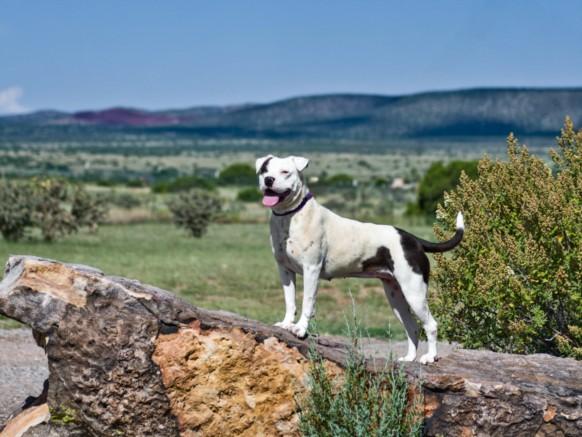 BLUEBELL, Adoptable, Adult Female Mixed Breed.