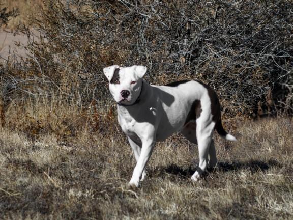 Enlarge BLUEBELL, a Adoptable Mixed Breed in Santa Fe, NM image 1/1