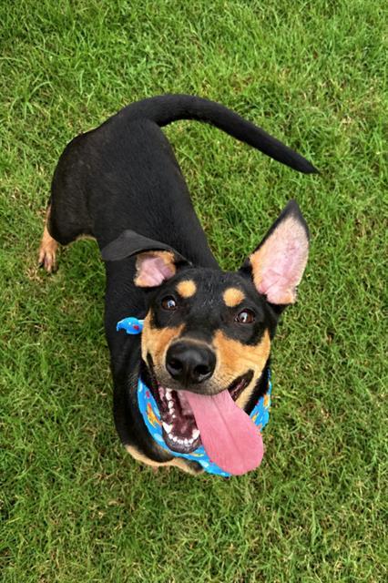 HAMBONE SHOE, Adoptable, Young Male Rottweiler.