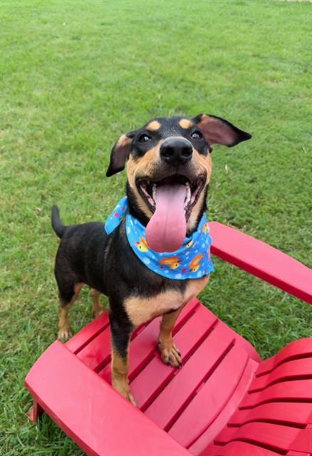 Enlarge HAMBONE SHOE, a Adoptable Rottweiler in Haw River, NC image 1/1