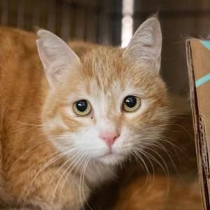 Enlarge Nancy Kabul (bonded w/Sid Kabul), a Adoptable Domestic Short Hair in Merrifield, VA image 1/1