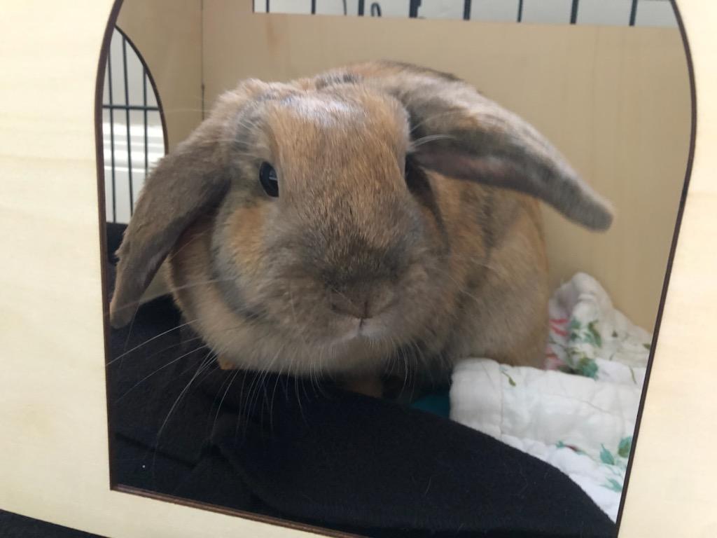 Enlarge Sugar plum, an adoptable Holland Lop in Sauk Village, IL image 4/4
