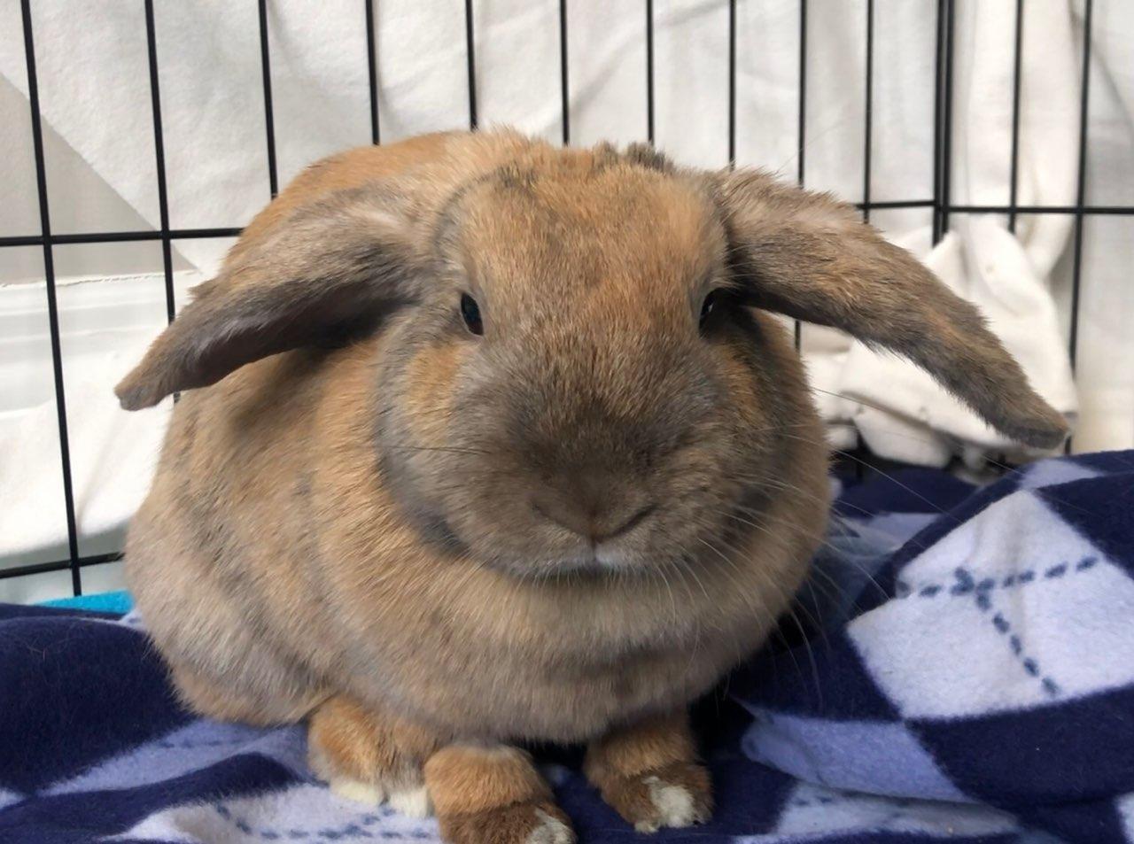 Sugar plum, adoptable, Adult Female Holland Lop.