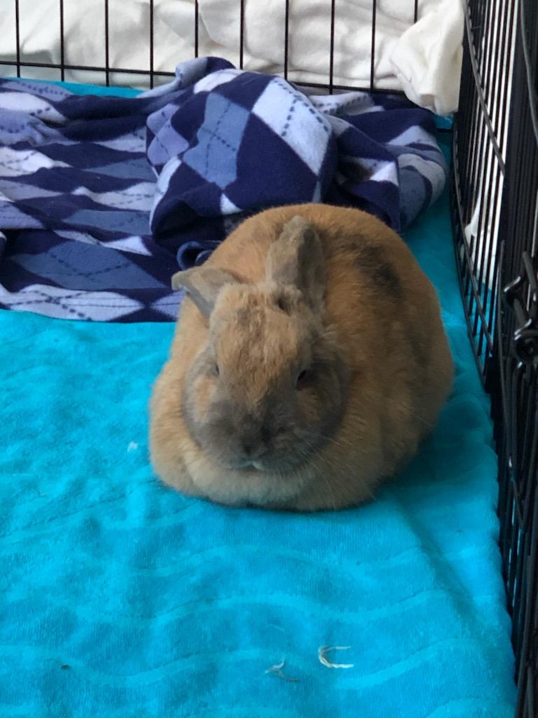 Enlarge Sugar plum, an adoptable Holland Lop in Sauk Village, IL image 2/4
