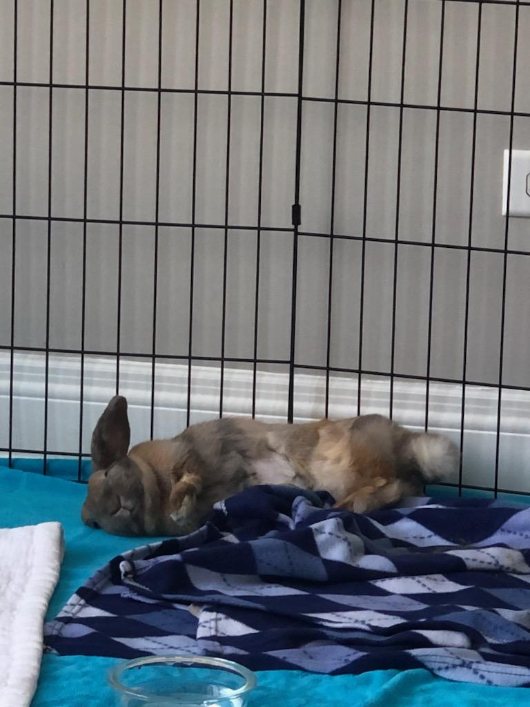 Enlarge Sugar plum, an adoptable Holland Lop in Sauk Village, IL image 3/4