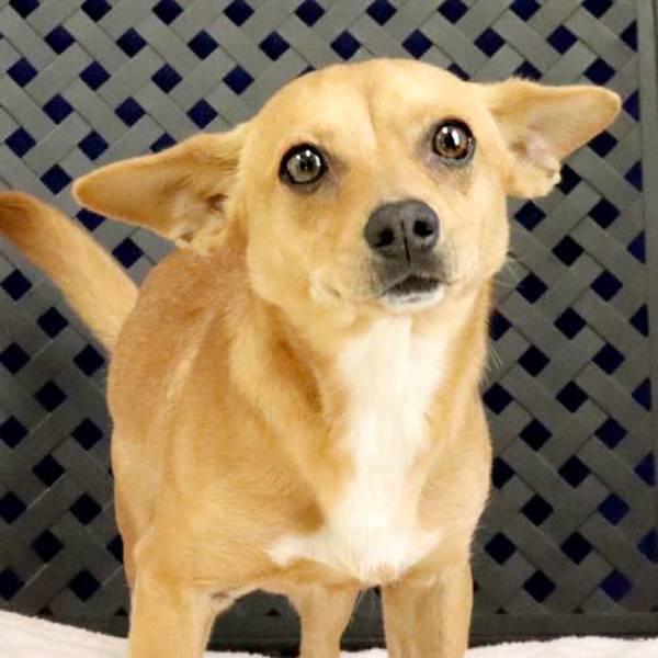 Benson, Adoptable, Young Male Chihuahua.