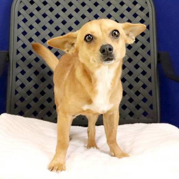 Enlarge Benson, a Adoptable mixed breed in Fort Davis, TX image 2/2