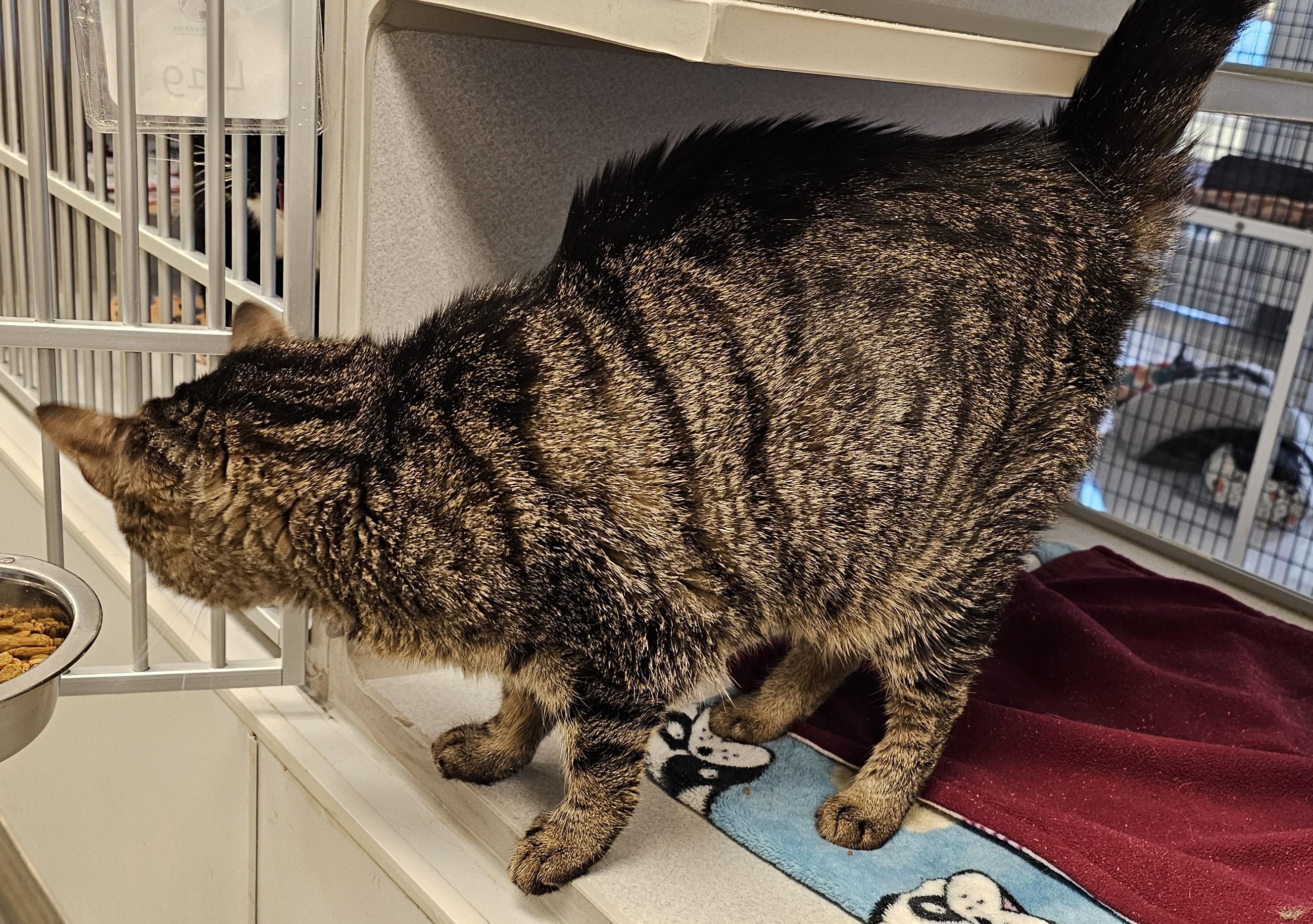Enlarge Lenny, an adopted Domestic Short Hair in Cedar Rapids, IA image 2/4