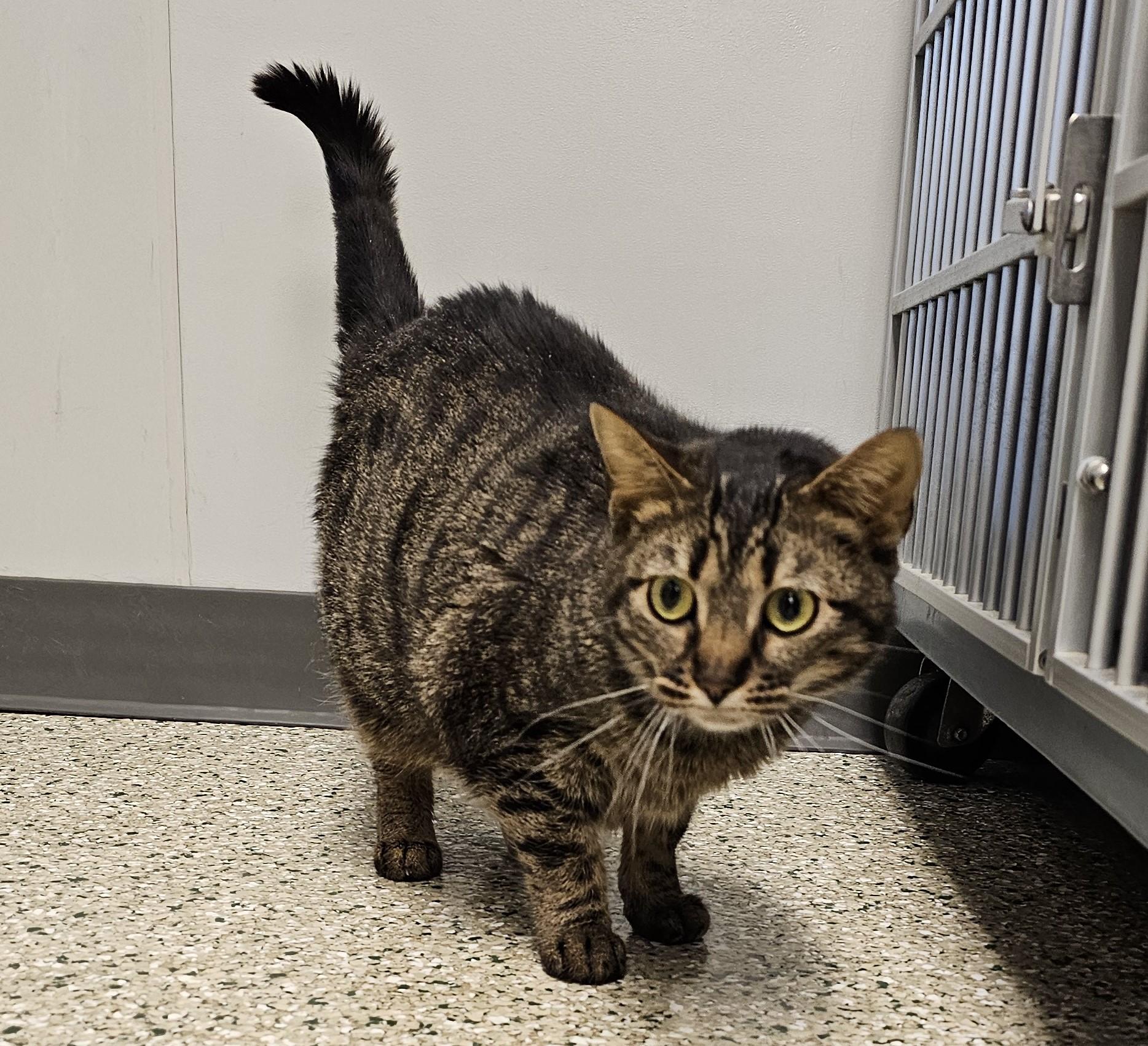 Enlarge Lenny, an adopted Domestic Short Hair in Cedar Rapids, IA image 3/4