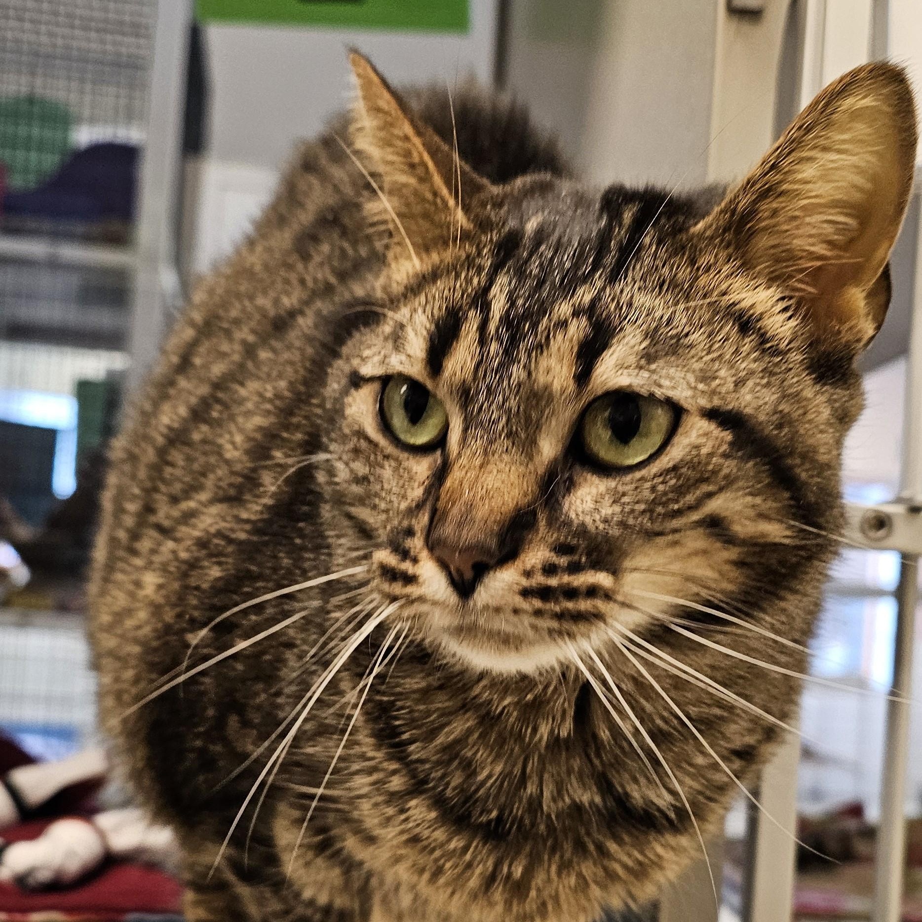 Lenny, adopted, Adult Male Domestic Short Hair.