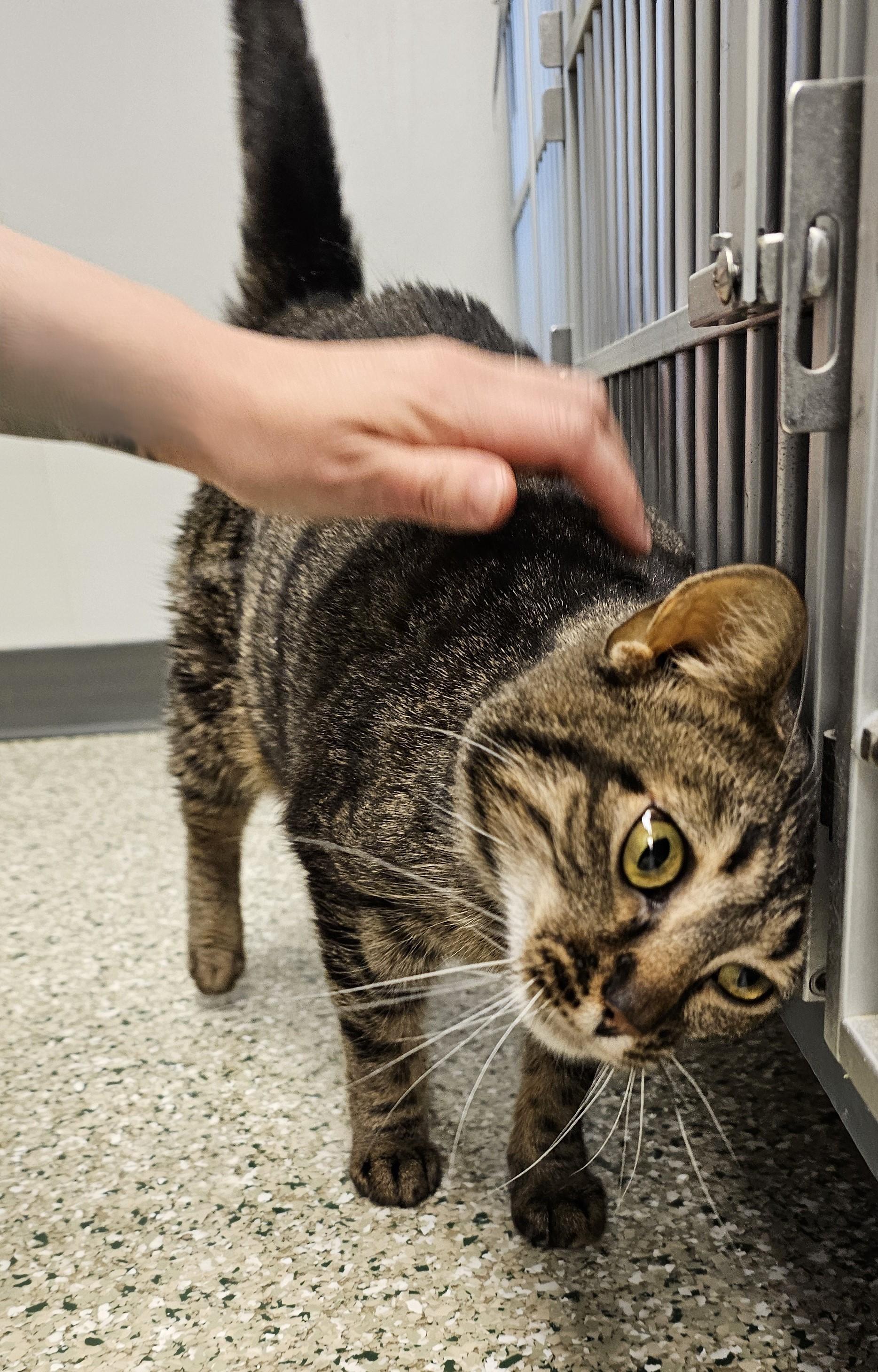 Enlarge Lenny, an adopted Domestic Short Hair in Cedar Rapids, IA image 4/4