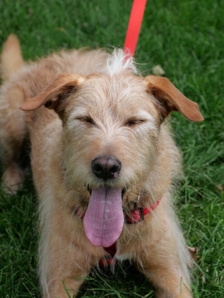 Enlarge Yogi, a Adoptable mixed breed in Boulder, CO image 1/5
