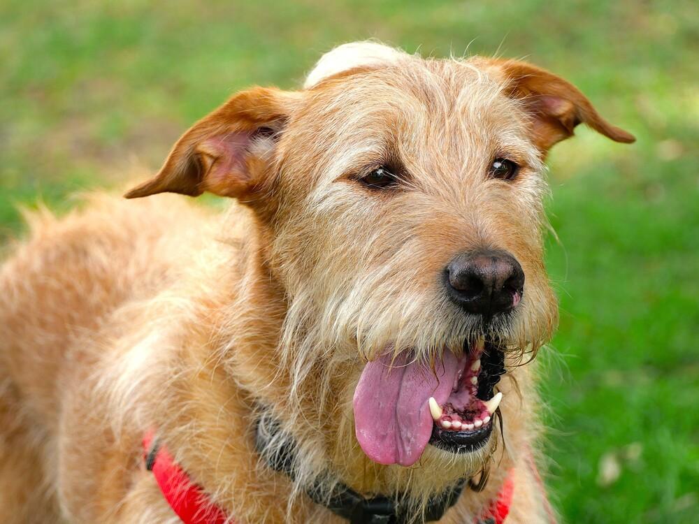 Enlarge Yogi, a Adoptable mixed breed in Boulder, CO image 2/5