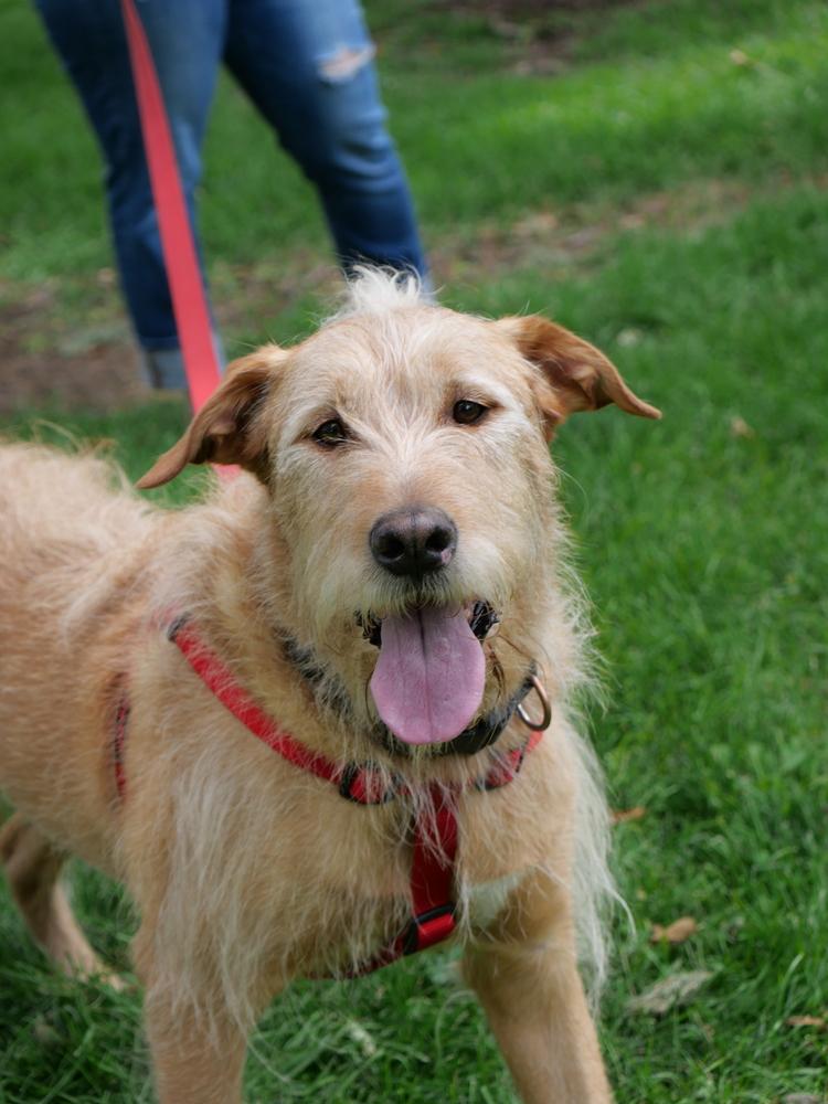 Enlarge Yogi, a Adoptable mixed breed in Boulder, CO image 3/5