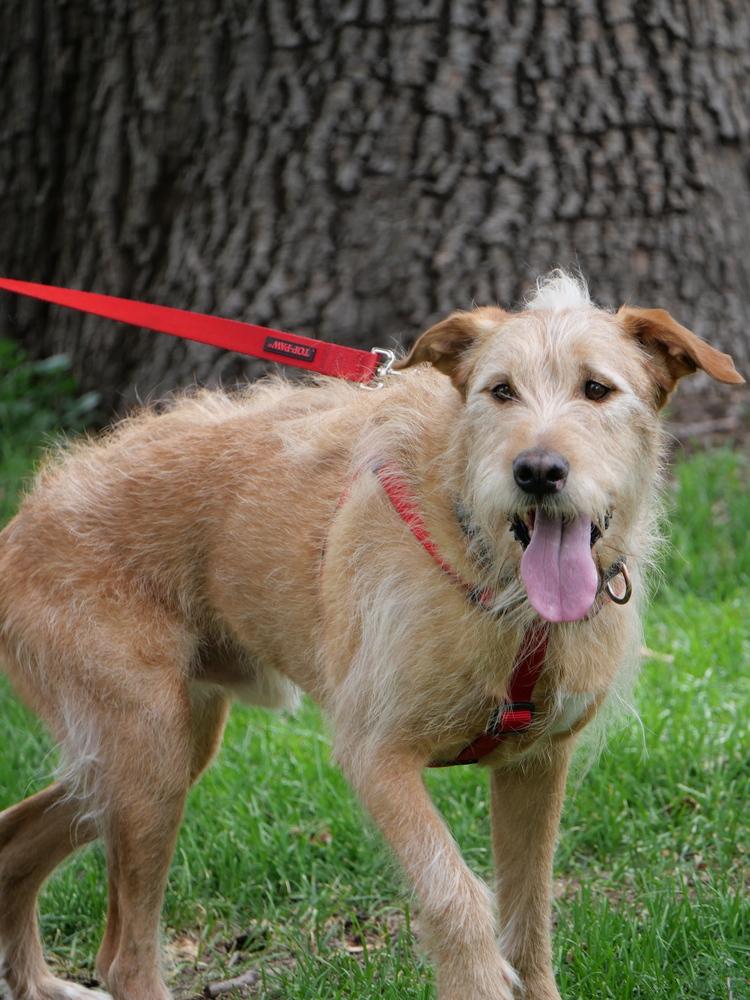 Enlarge Yogi, a Adoptable mixed breed in Boulder, CO image 4/5