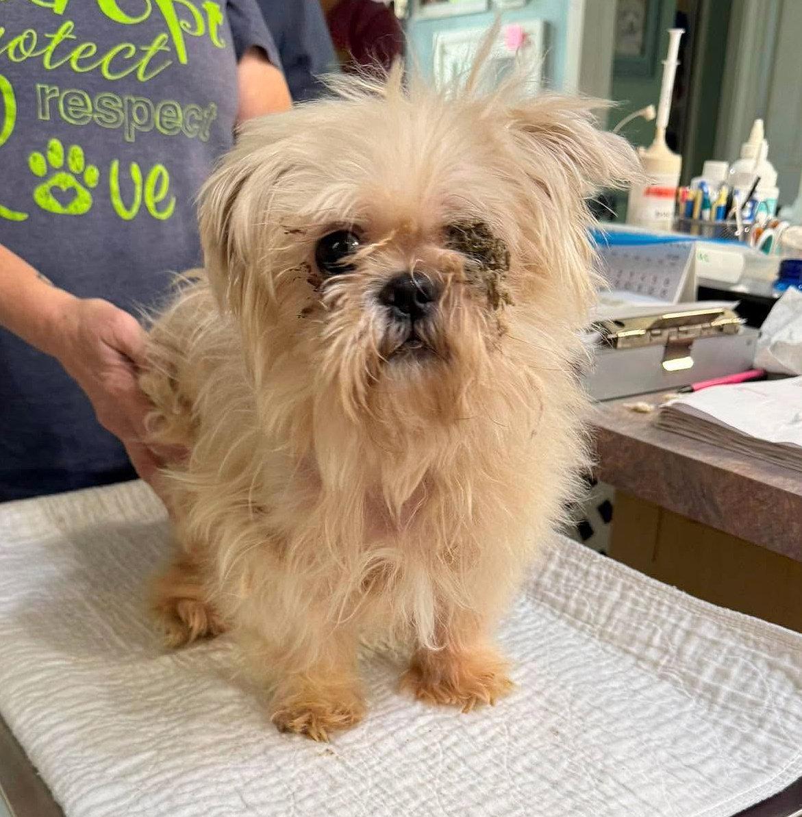 Chewbarka (NOT YET AVAILABLE), Adopted, Adult Male Shih Tzu.