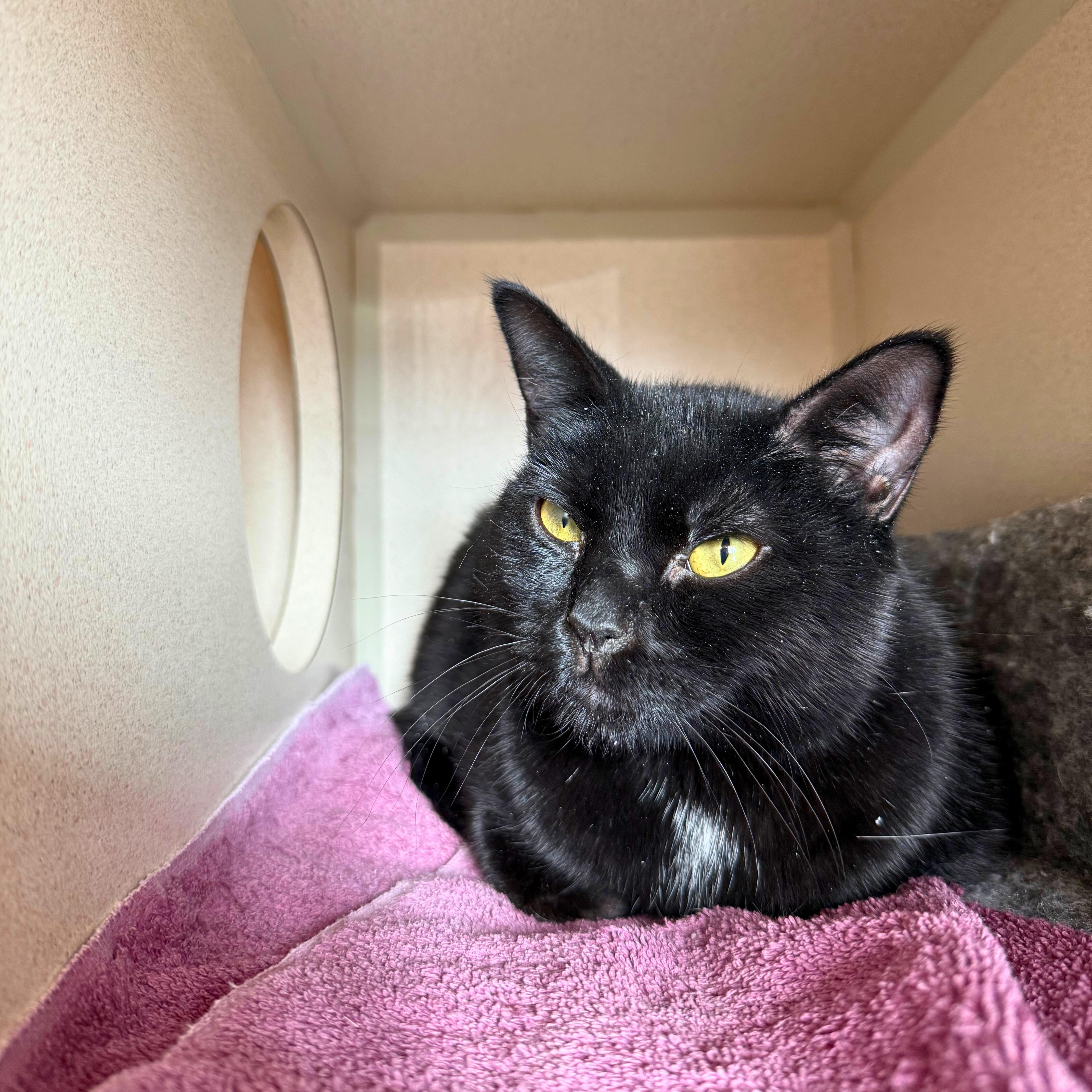 Enlarge Midnight, an adoptable Domestic Short Hair in Ridgway, CO image 4/4
