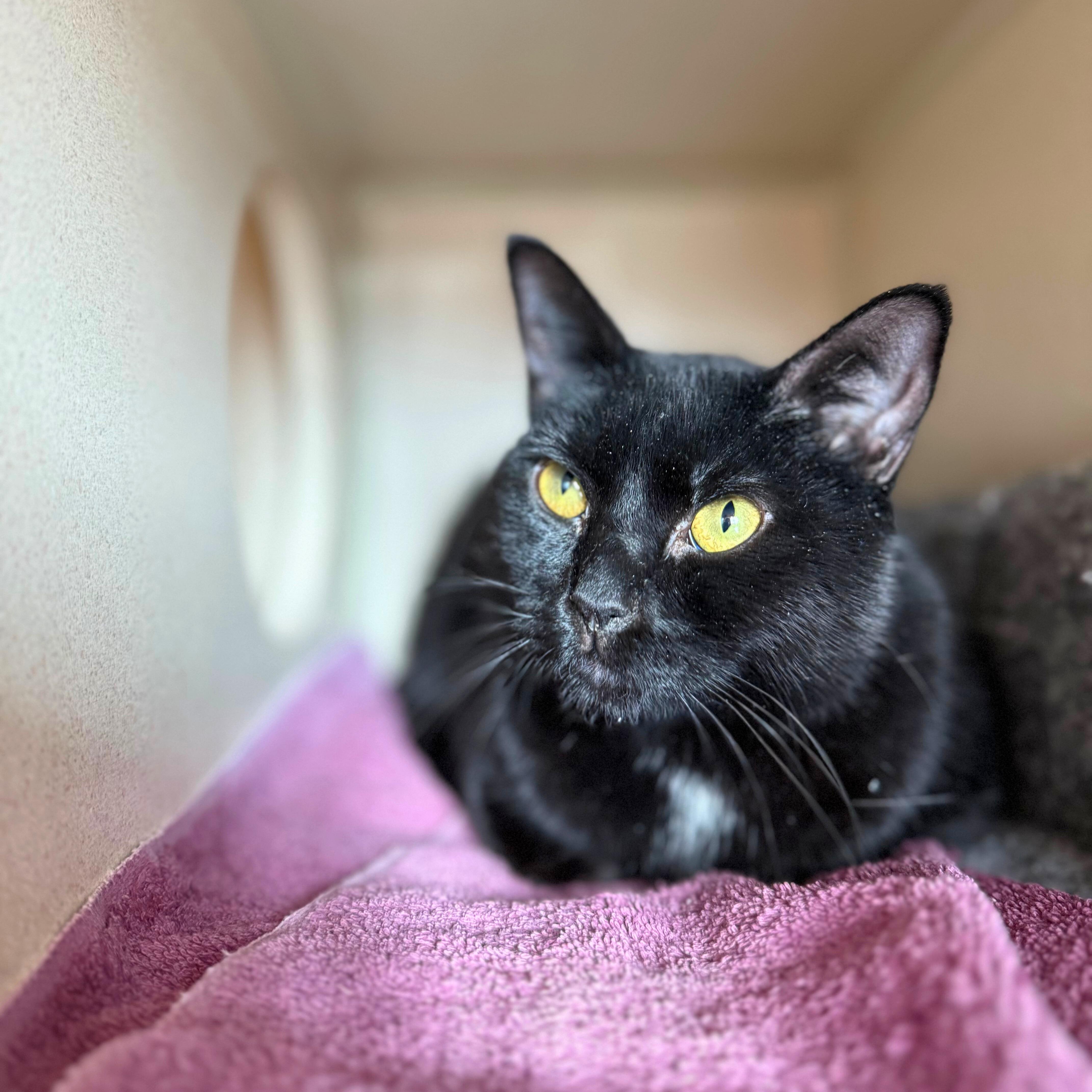 Enlarge Midnight, an adoptable Domestic Short Hair in Ridgway, CO image 2/4