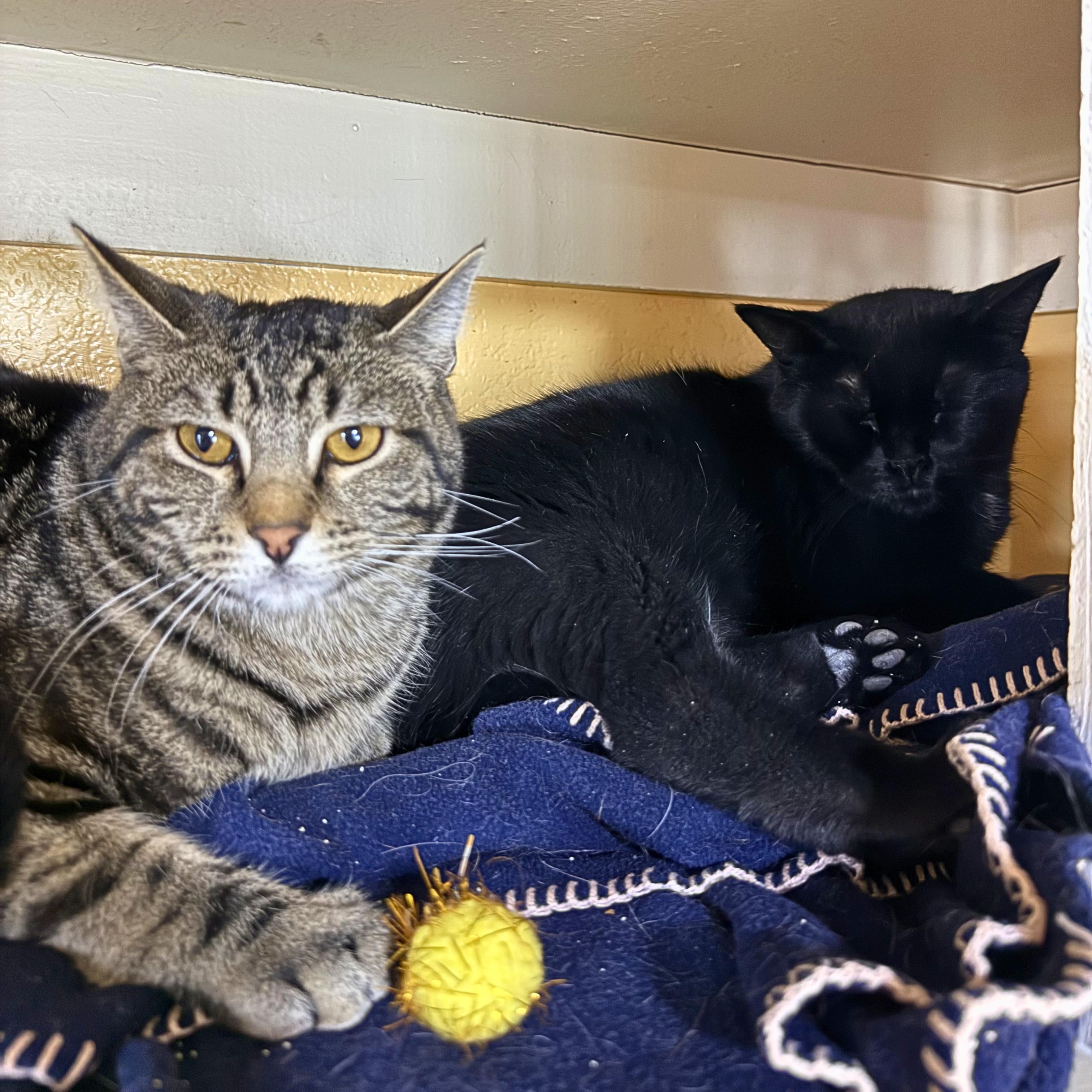 Midnight & Jasper, adoptable, Young Male Domestic Short Hair.