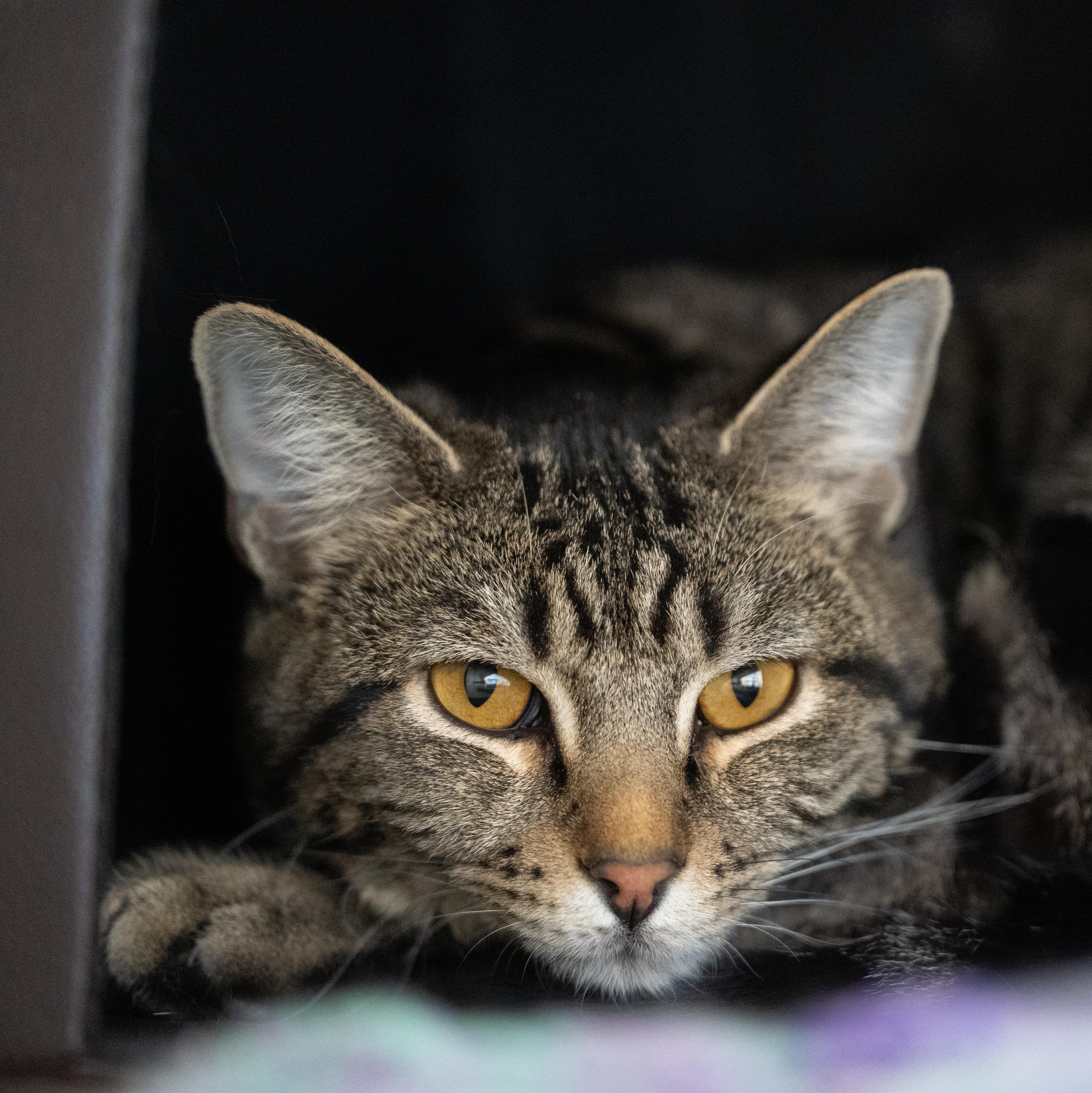 Enlarge Midnight & Jasper, an adoptable Domestic Short Hair in Ridgway, CO image 2/5