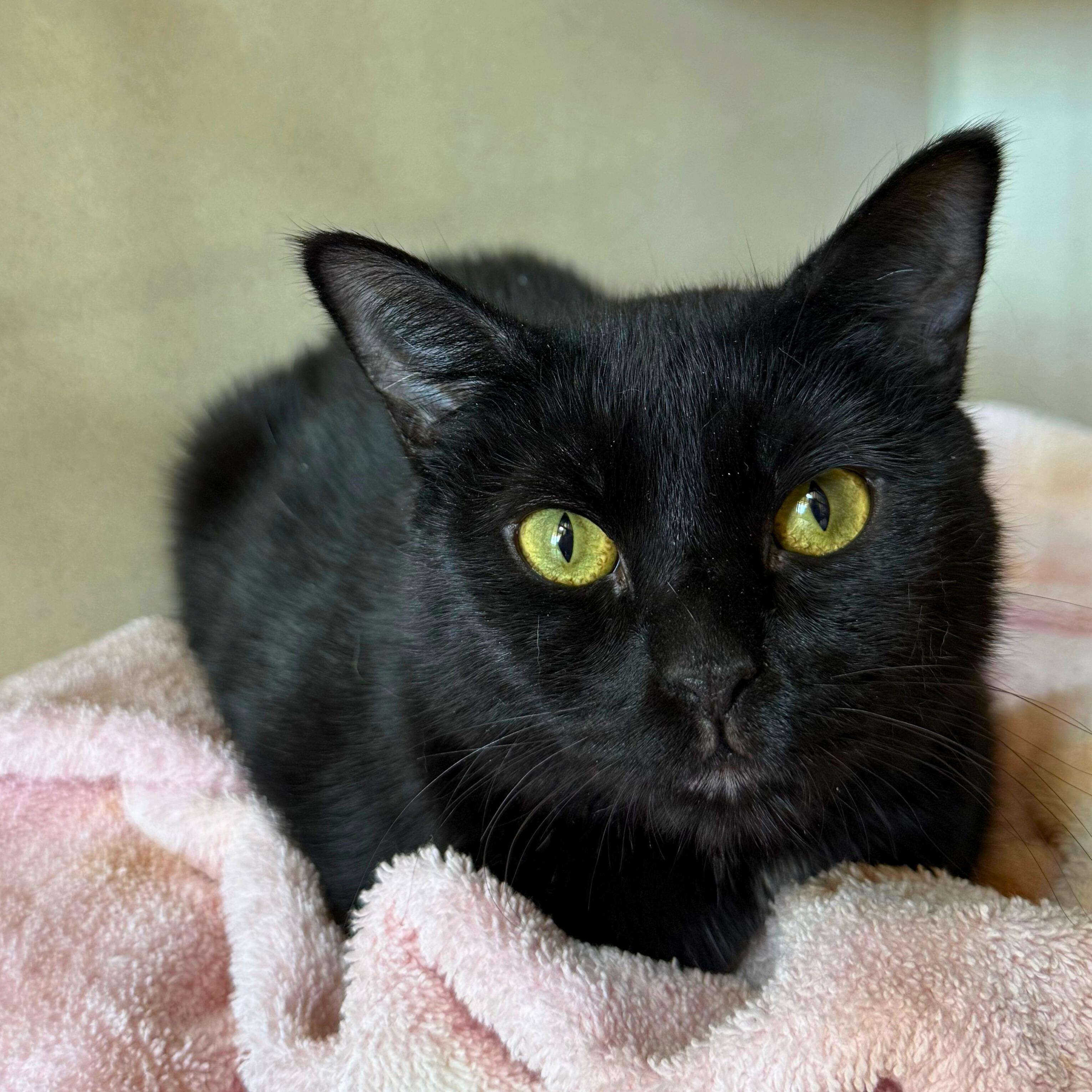 Enlarge Midnight, an adoptable Domestic Short Hair in Ridgway, CO image 1/4