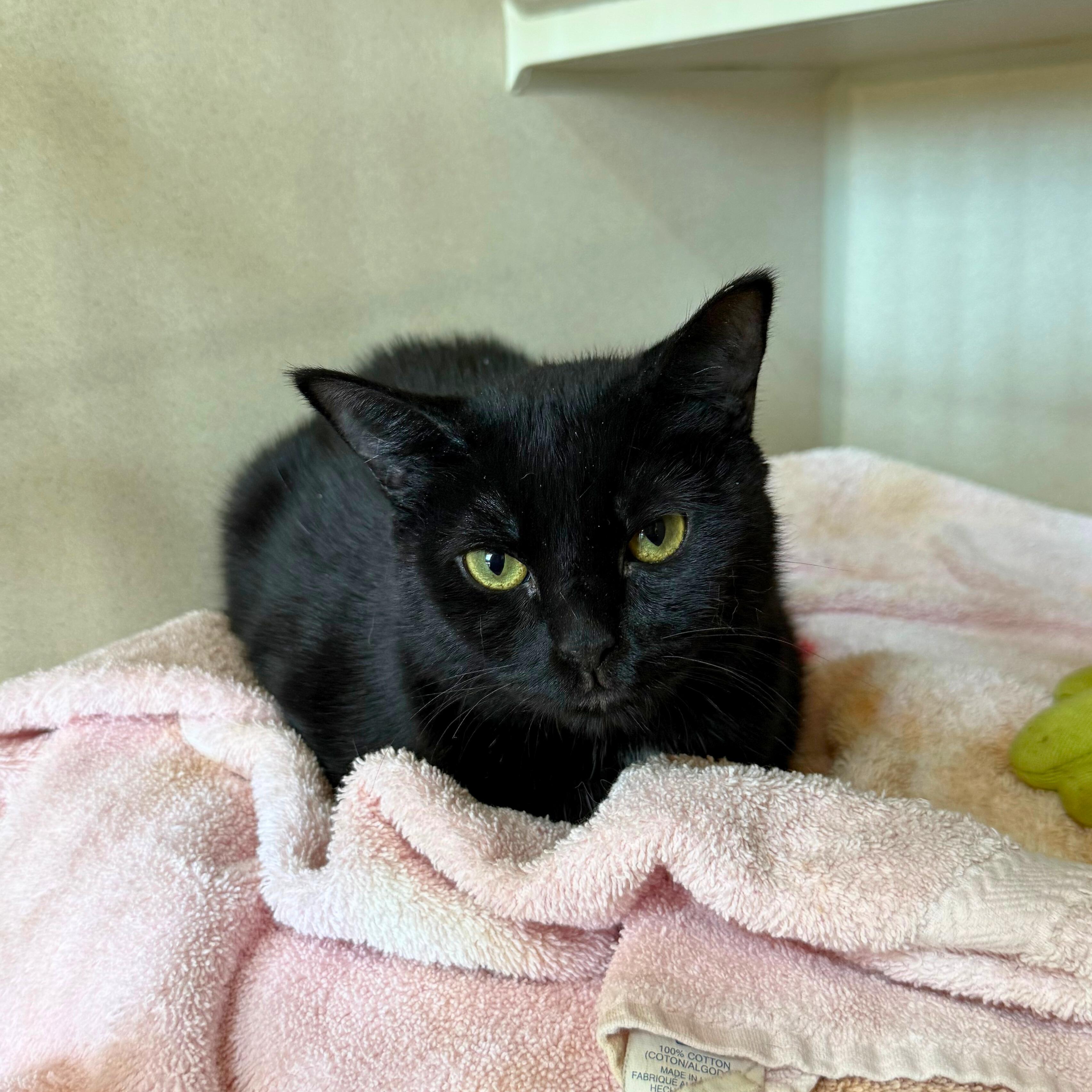 Enlarge Midnight, an adoptable Domestic Short Hair in Ridgway, CO image 3/4