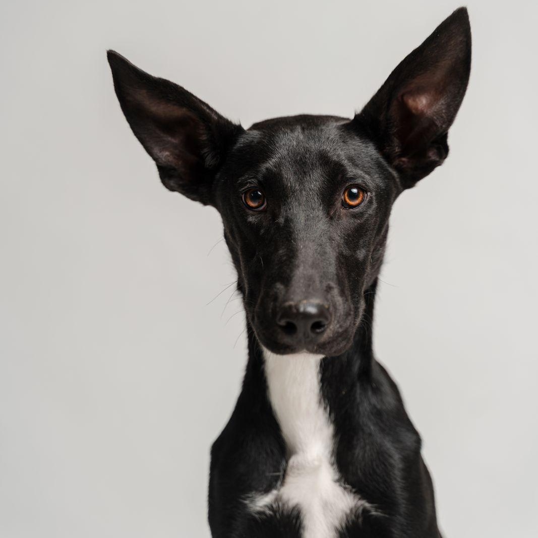 Enlarge Ebano, a ADOPTABLE mixed breed in Manvel, TX image 3/6