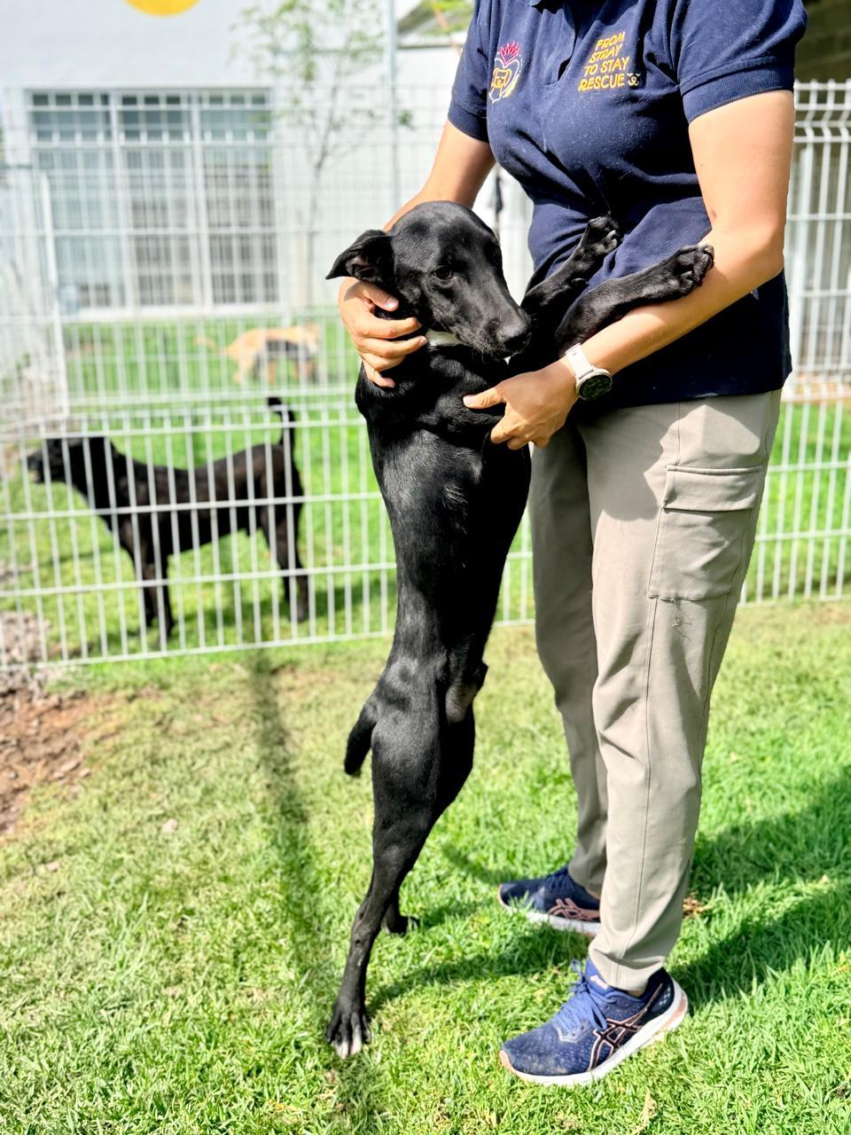 Enlarge Ebano, a ADOPTABLE mixed breed in Manvel, TX image 4/6