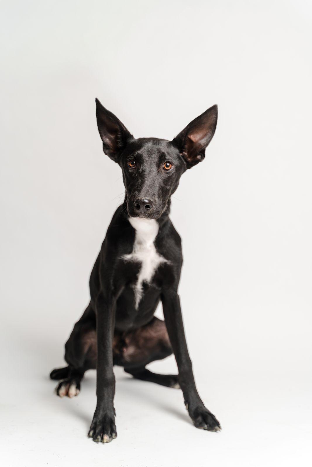 Enlarge Ebano, a ADOPTABLE mixed breed in Manvel, TX image 2/6