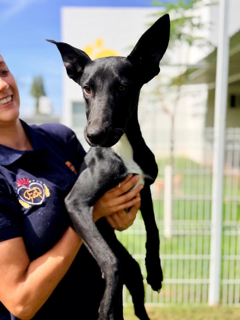 Enlarge Ebano, a ADOPTABLE mixed breed in Manvel, TX image 6/6