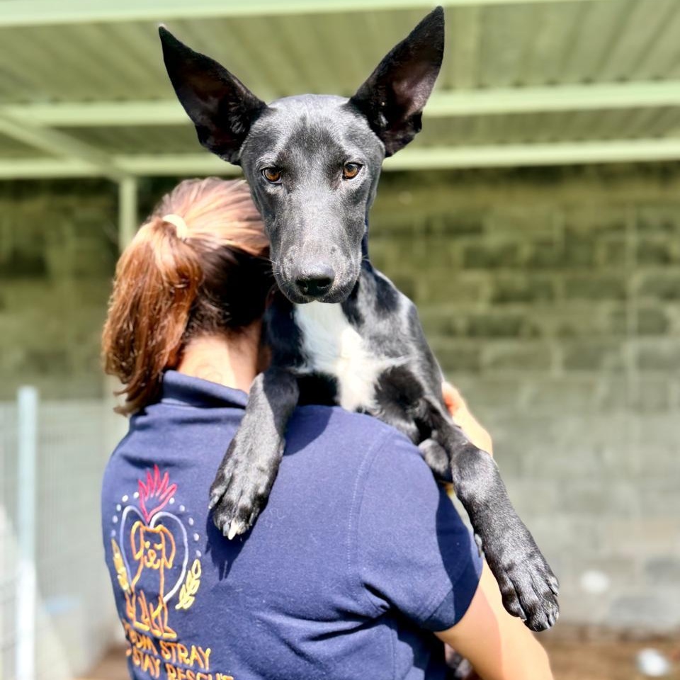 Enlarge Ebano, a ADOPTABLE mixed breed in Manvel, TX image 1/6