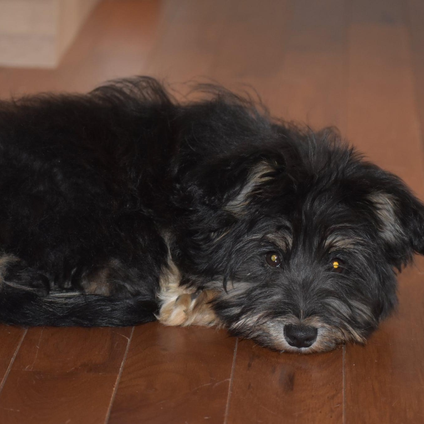 Enlarge Max, an adopted mixed breed in Torrington, CT image 2/6