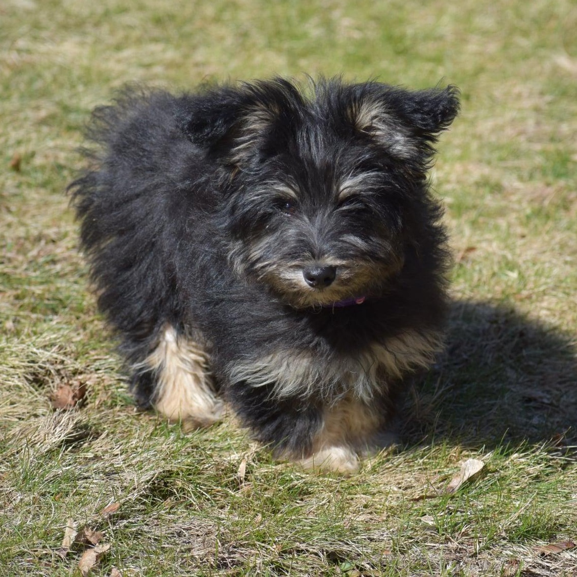 Enlarge Max, an adopted mixed breed in Torrington, CT image 3/6
