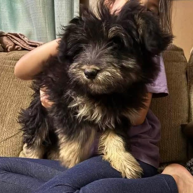 Enlarge Max, an adopted mixed breed in Torrington, CT image 6/6