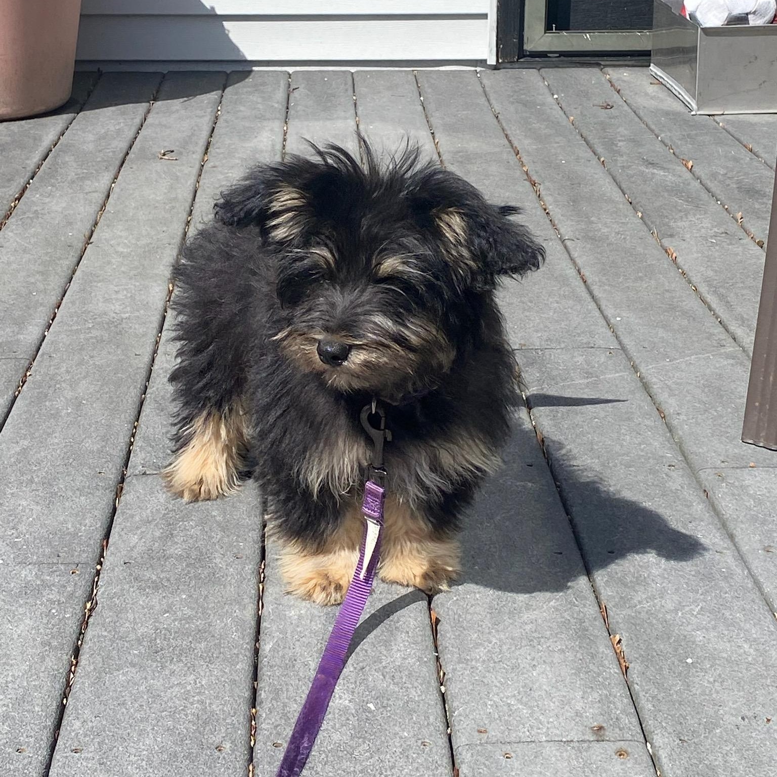 Max, adopted, Puppy Male Miniature Schnauzer & Yorkshire Terrier.