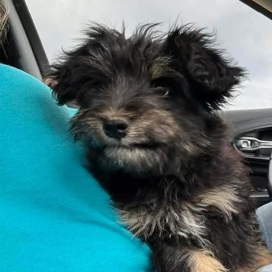 Enlarge Max, an adopted mixed breed in Torrington, CT image 4/6