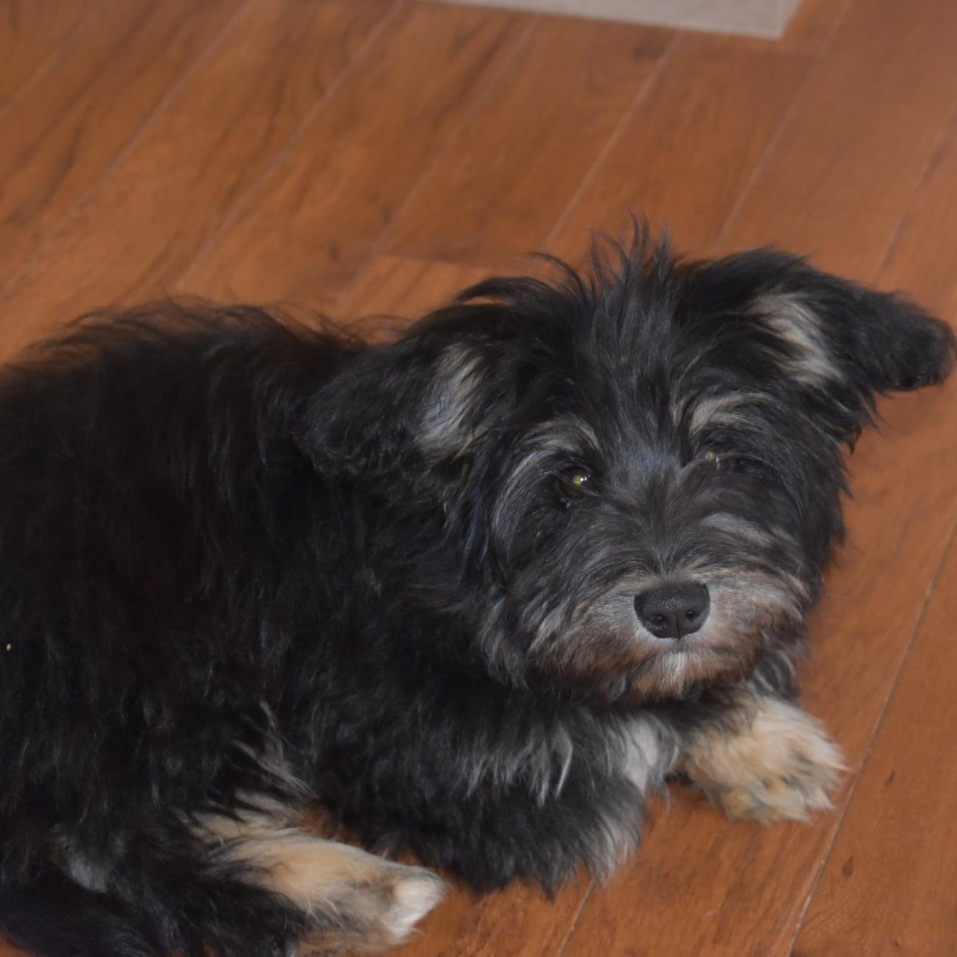 Enlarge Max, an adopted mixed breed in Torrington, CT image 5/6