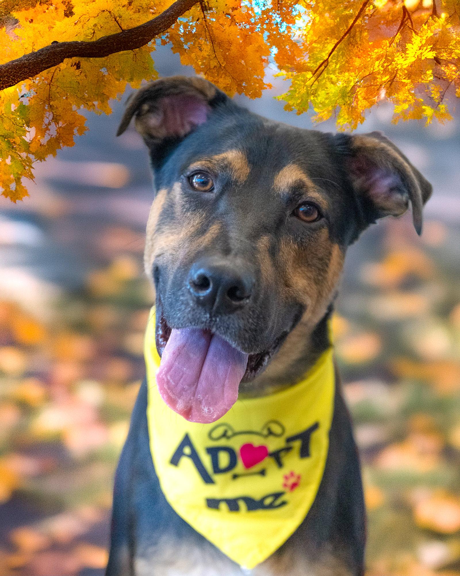 BLIPPI, Adoptable, Young Male Mixed Breed.