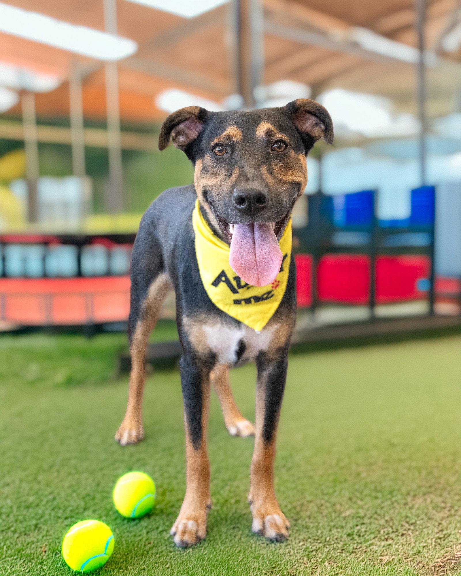 Enlarge BLIPPI, a Adoptable Mixed Breed in Holbrook, NY image 2/3